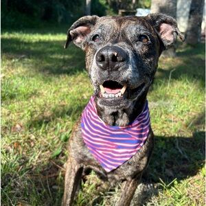Buffalo Bills Dog Bandanas